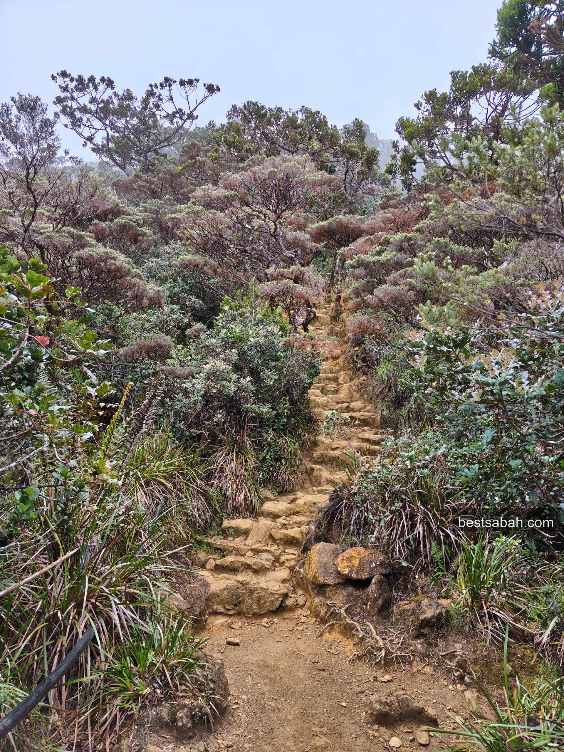 The Mount Kinabalu trail disappearing up into low cloud and mist