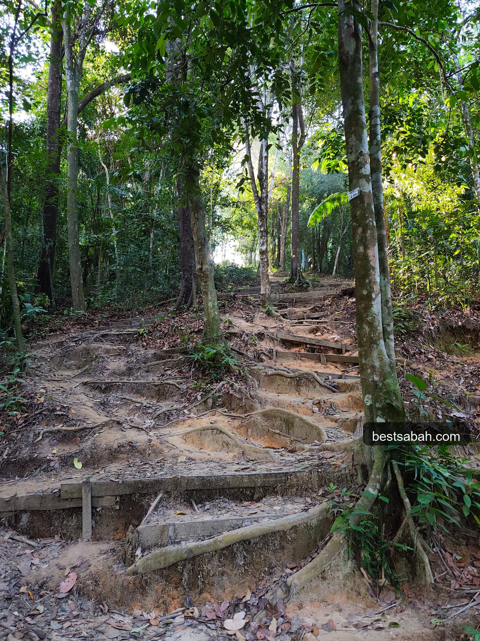 Tree root steps on the Bukit Padang hiking trail Kota Kinabalu