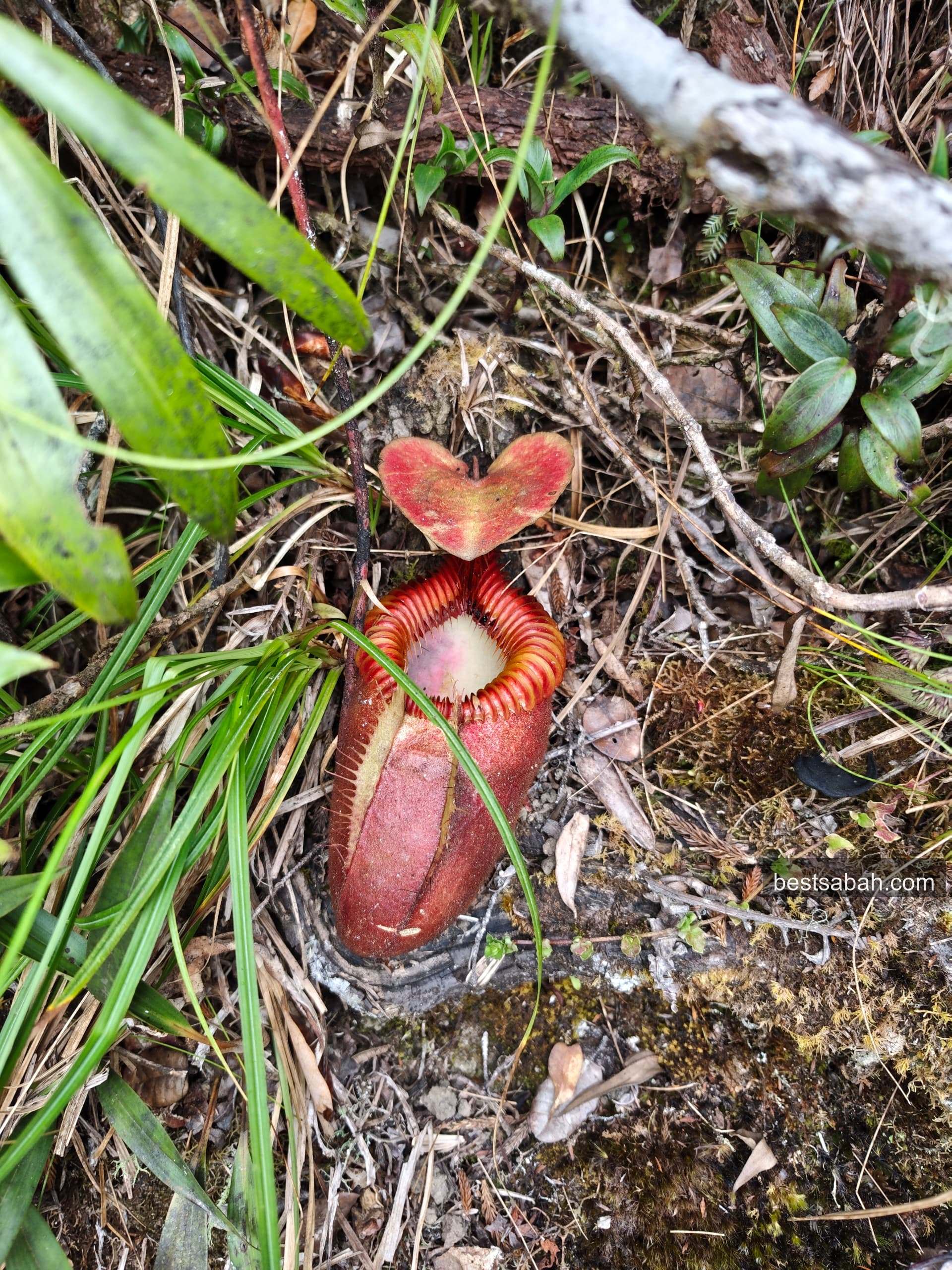 Nepenthes pitcher plant growing wild along the Mount Kinabalu trail