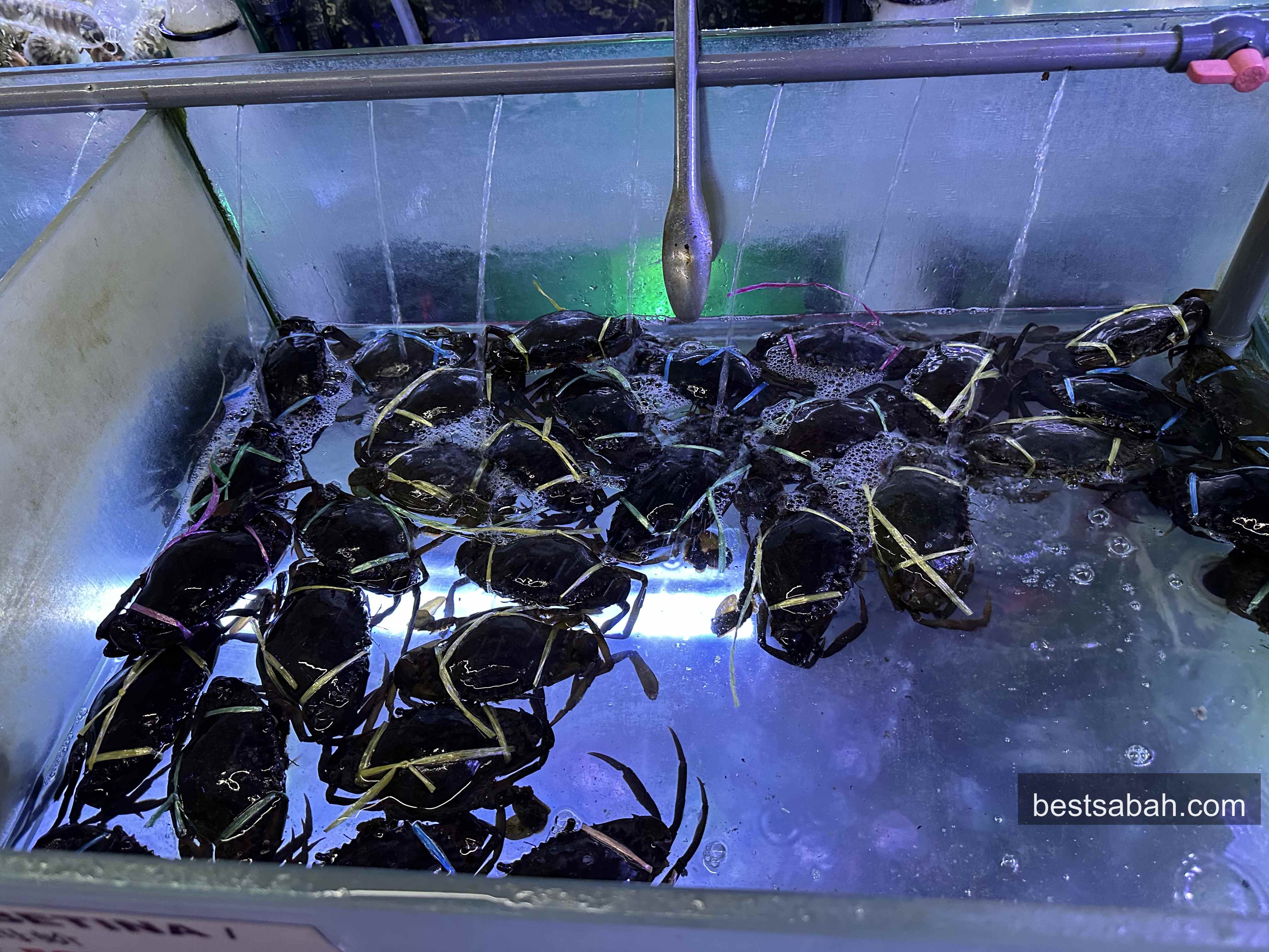 Live crabs in tank at Sasa Seafood Penampang KK